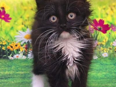 June is Adopt a Cat Month, just in time for ‘kitten season’