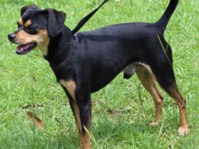 PAHS Pet of Week: Let Charlie prance into your heart!