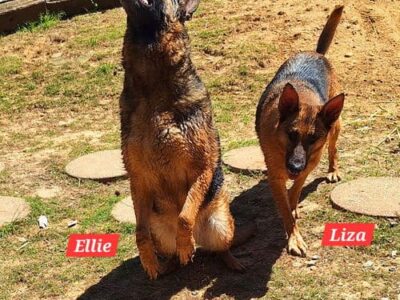 HSEC Pets of the Week – Ellie and Liza are a bonded pair