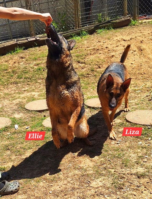 HSEC Pets of the Week – Ellie and Liza are a bonded pair