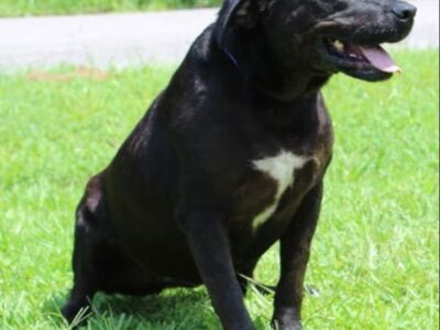 Affectionate and devoted, Lucy is the PAHS Pet of the Week