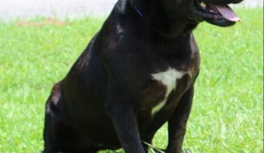 Affectionate and devoted, Lucy is the PAHS Pet of the Week