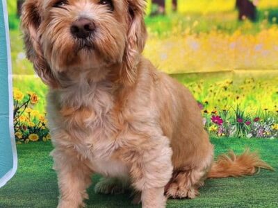 Rambo & Gorilla are HSEC’s Pets of the Week