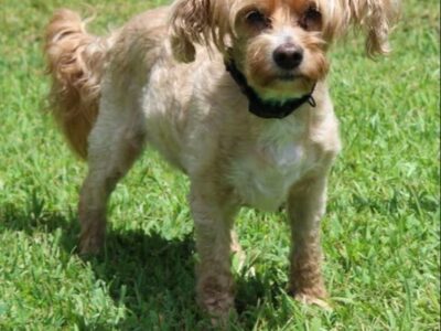 Sweet Ruby is the PAHS Pet of the Week; Loving and affectionate