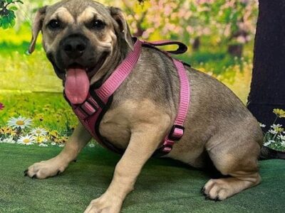 HSEC’s Pet of the Week: Saki