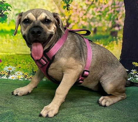 HSEC’s Pet of the Week: Saki