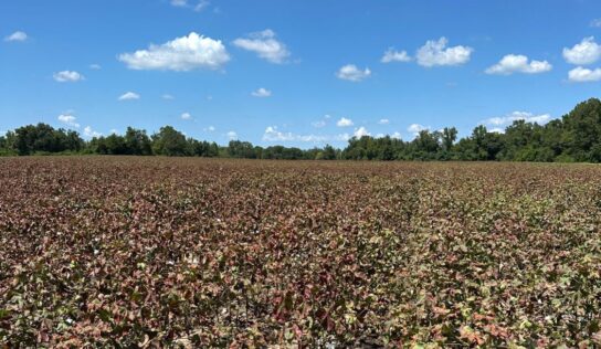 Cotton jassid is confirmed in Alabama