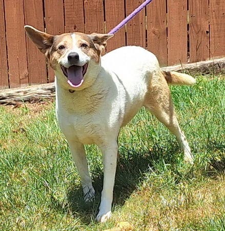 Ellie is ready for her forever home!