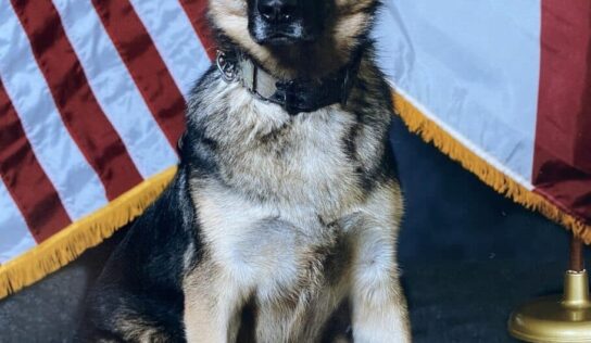 More than just a Dog: ALEA Honors the Life and Service of Retired K-9 Pici