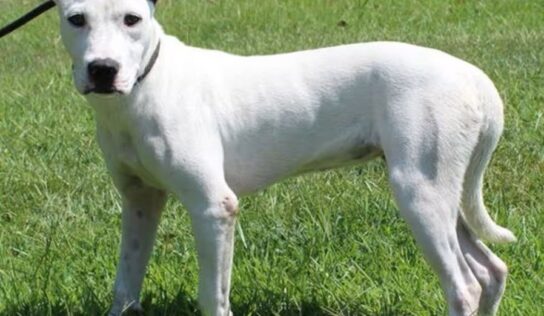 Nillah is a return adoption and needs a second chance!