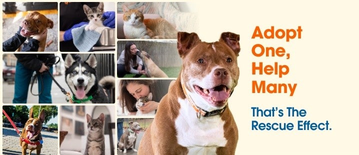 HSEC joins shelters across the country to take part in ASPCA’s Rescue Effect Campaign