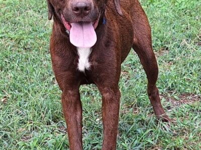 Petite lab mix Valentine awaits adoption after rescue in Wetumpka