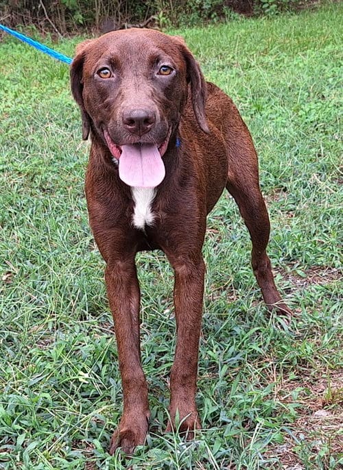 Petite lab mix Valentine awaits adoption after rescue in Wetumpka