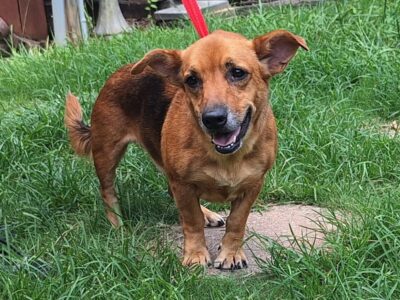 A sweet little nugget is needing a good home!