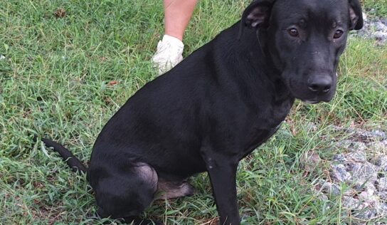 A dog named Door Dash