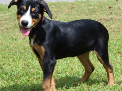 Honey Boo, a 3-month-old shepherd/lab mix, is looking for a home!