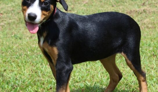 Honey Boo, a 3-month-old shepherd/lab mix, is looking for a home!