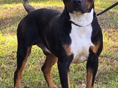 Jigsaw will complete your puzzle!