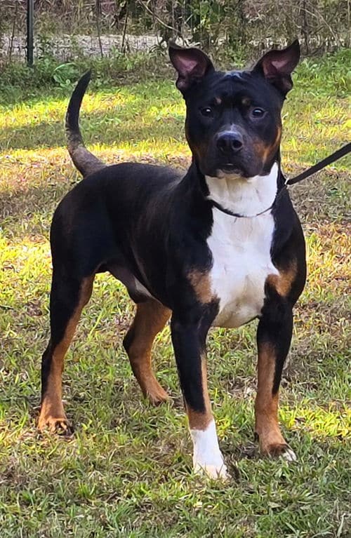 Jigsaw will complete your puzzle!