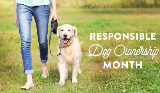September is Responsible Dog Ownership Month!