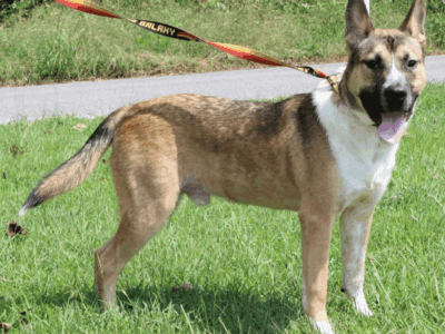 Sweet as a Reeses and ready for adoption