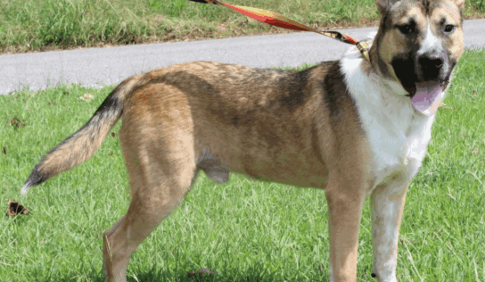 Sweet as a Reeses and ready for adoption