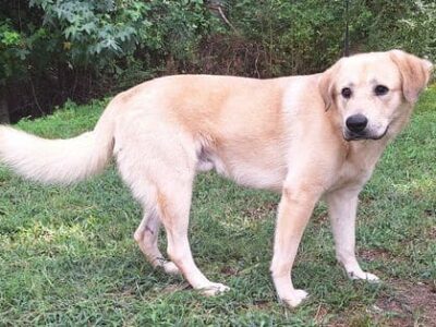 Houdini the gentle yellow lab mix is looking for love!