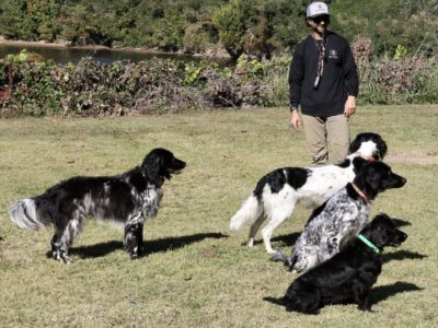 2025 Wetumpka Wildlife Arts Festival offers multiple sporting dog demonstrations