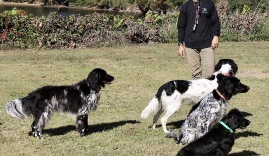2025 Wetumpka Wildlife Arts Festival offers multiple sporting dog demonstrations