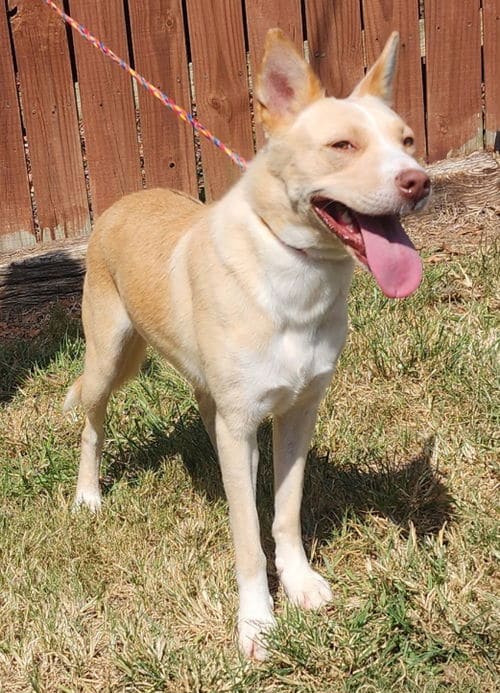 Honey Bun is as sweet as her name