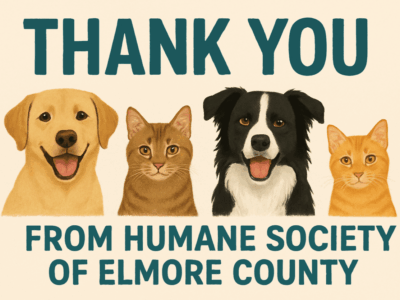 Shelters give thanks as staff work through holiday to care for animals