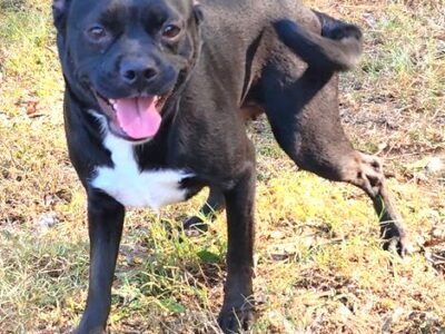 Pretty Baby needs her forever home