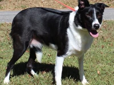 Sassy Rose is a nervous soul seeking comfort and companionship!