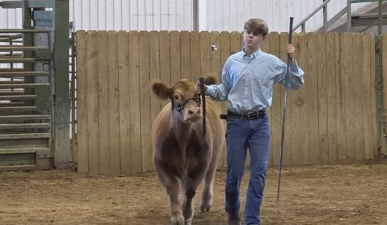 Three Billingsley FFA members receive Supervised Agricultural Experience grants