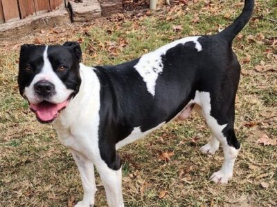 Zeus, a loyal companion, waits for a fresh start