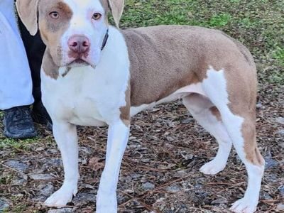 Miss Kitty needs a place!