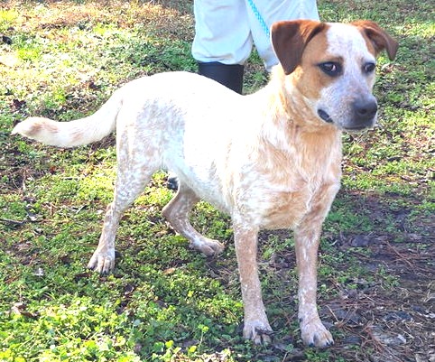 Adopt a beautiful Pearl