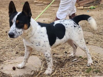 Jack is on the run for a new home!