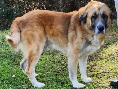 Dixon is ready for a new home!