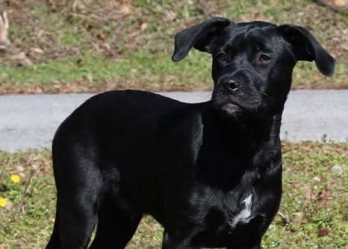 General has beauty, brains and a whole lot of love to give!