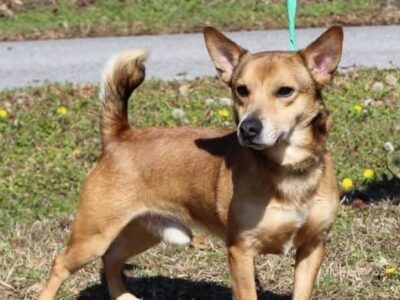 Greg the corgi mix seeks forever home!