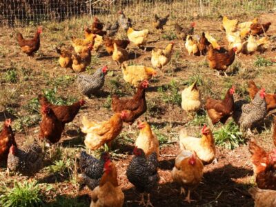 Alabama Extension to host Cooptastic conference centered on backyard chicken flocks