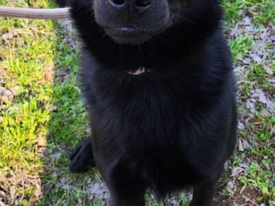 Bark Simpson is looking for a family!