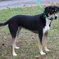 Sweet 2-year-old Lab-Shepherd mix Kendi is ready for loving home!