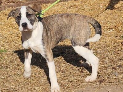 Playful bulldog mix puppy Margot seeks her fur-ever home!