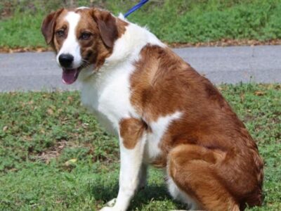 Shy but sweet Beau, 1-year-old retriever mix, seeks patient home