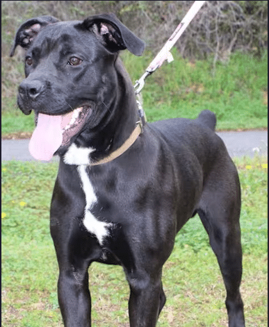 Meet Jake the 2 year old Boxer!