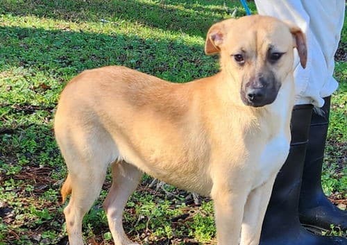 Sweet and loving Tinkerbell is ready for a home!