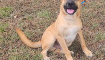 Family-friendly dog Ducky is back up for adoption