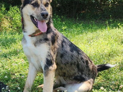 Fallon, 2-year-old shepherd mix, loves active families